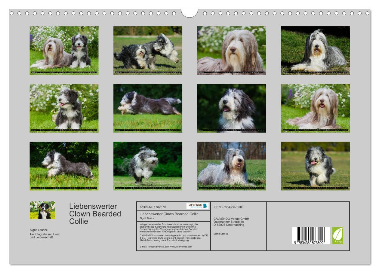 Bild: 9783435573509 | Liebenswerter Clown Bearded Collie (Wandkalender 2025 DIN A3 quer),...