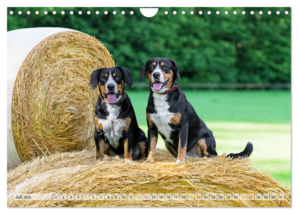 Bild: 9783457198957 | Entlebucher - Temperamentvolle Schweizer Sennenhunde (Wandkalender...