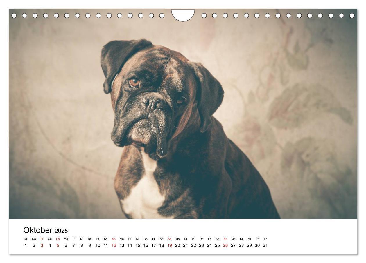 Bild: 9783435614523 | Deutscher Boxer (Wandkalender 2025 DIN A4 quer), CALVENDO...