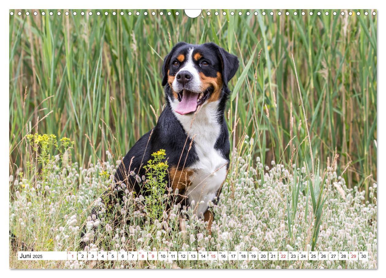 Bild: 9783435332892 | Großer Schweizer Sennenhund (Wandkalender 2025 DIN A3 quer),...