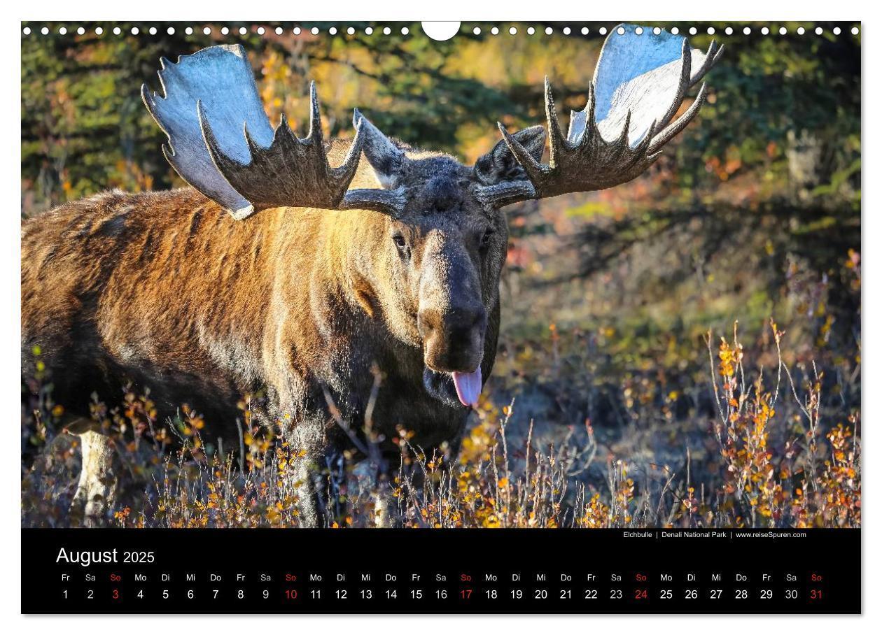 Bild: 9783435636365 | Alaska 2025 Wildes Land am Ende der Welt (Wandkalender 2025 DIN A3...