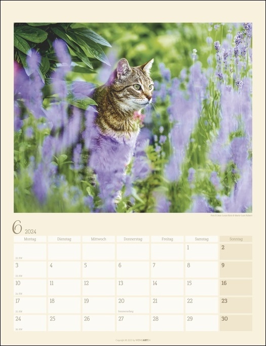 Bild: 9783840085604 | Katzen auf dem Lande Kalender 2024. Süße Kätzchen in ländlicher...