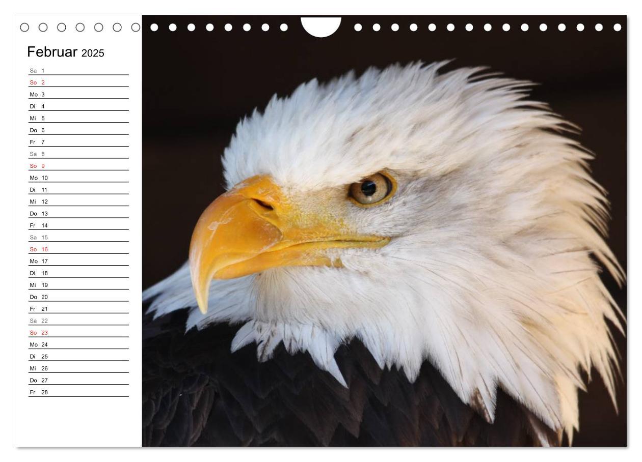 Bild: 9783435533145 | Der Weißkopfseeadler (Wandkalender 2025 DIN A4 quer), CALVENDO...