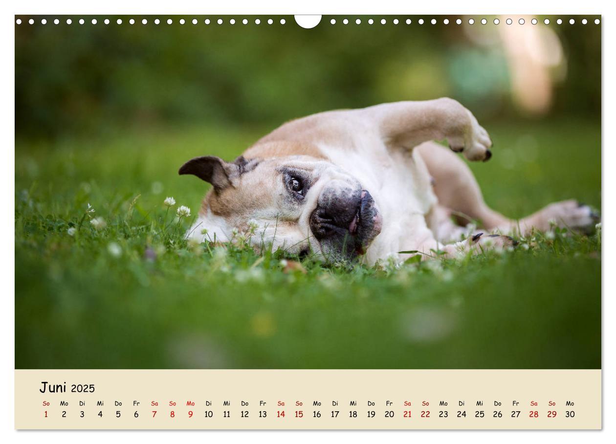 Bild: 9783435448050 | Englische Bulldoggen (Wandkalender 2025 DIN A3 quer), CALVENDO...