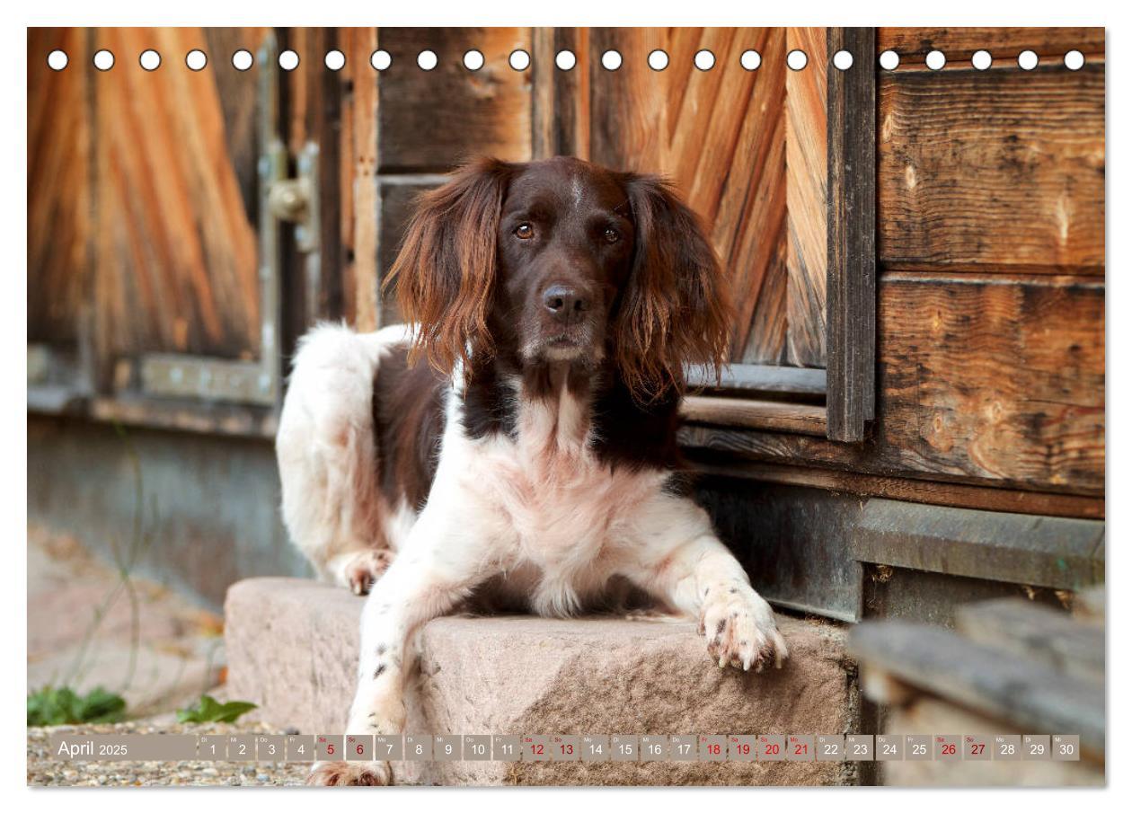 Bild: 9783435268429 | Passion Jagdhund - Kleiner Münsterländer (Tischkalender 2025 DIN A5...