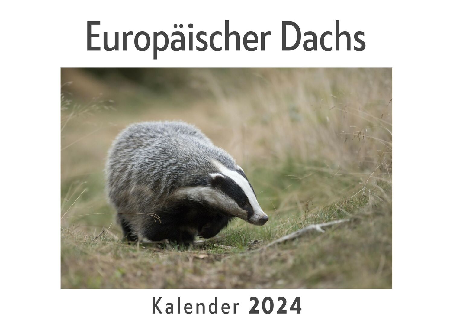 Cover: 9783750543362 | Europäischer Dachs (Wandkalender 2024, Kalender DIN A4 quer,...