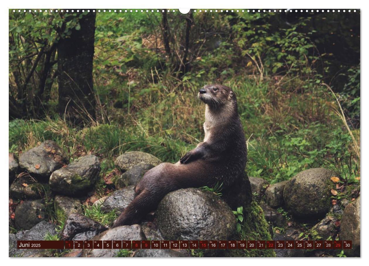 Bild: 9783435605323 | Otter. Frech, laut und clever (Wandkalender 2025 DIN A2 quer),...