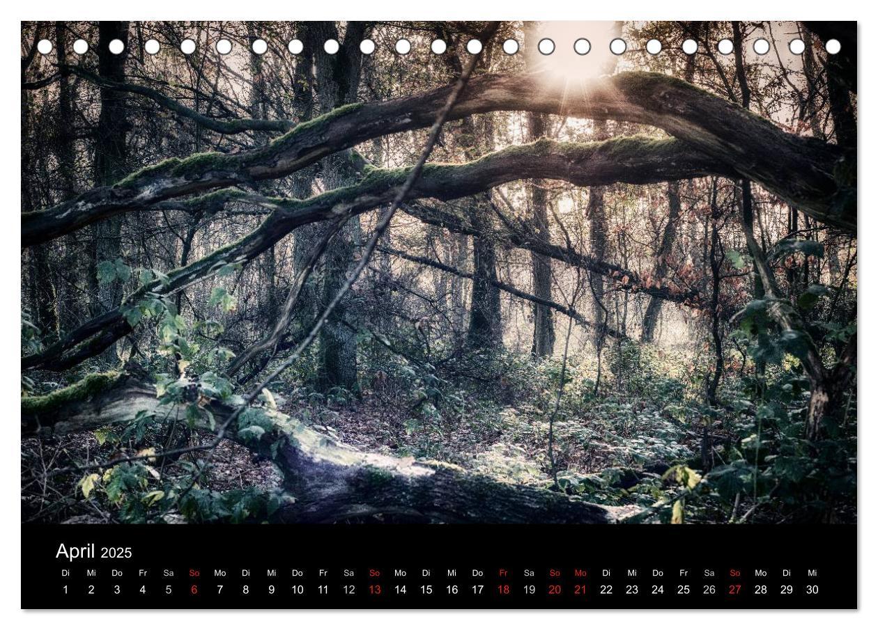 Bild: 9783435500307 | Mystische Wälder (Tischkalender 2025 DIN A5 quer), CALVENDO...