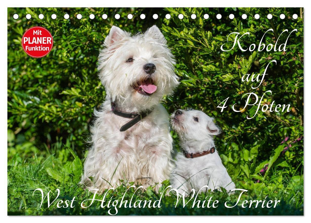 Cover: 9783435459643 | Kobold auf 4 Pfoten - West Highland White Terrier (Tischkalender...