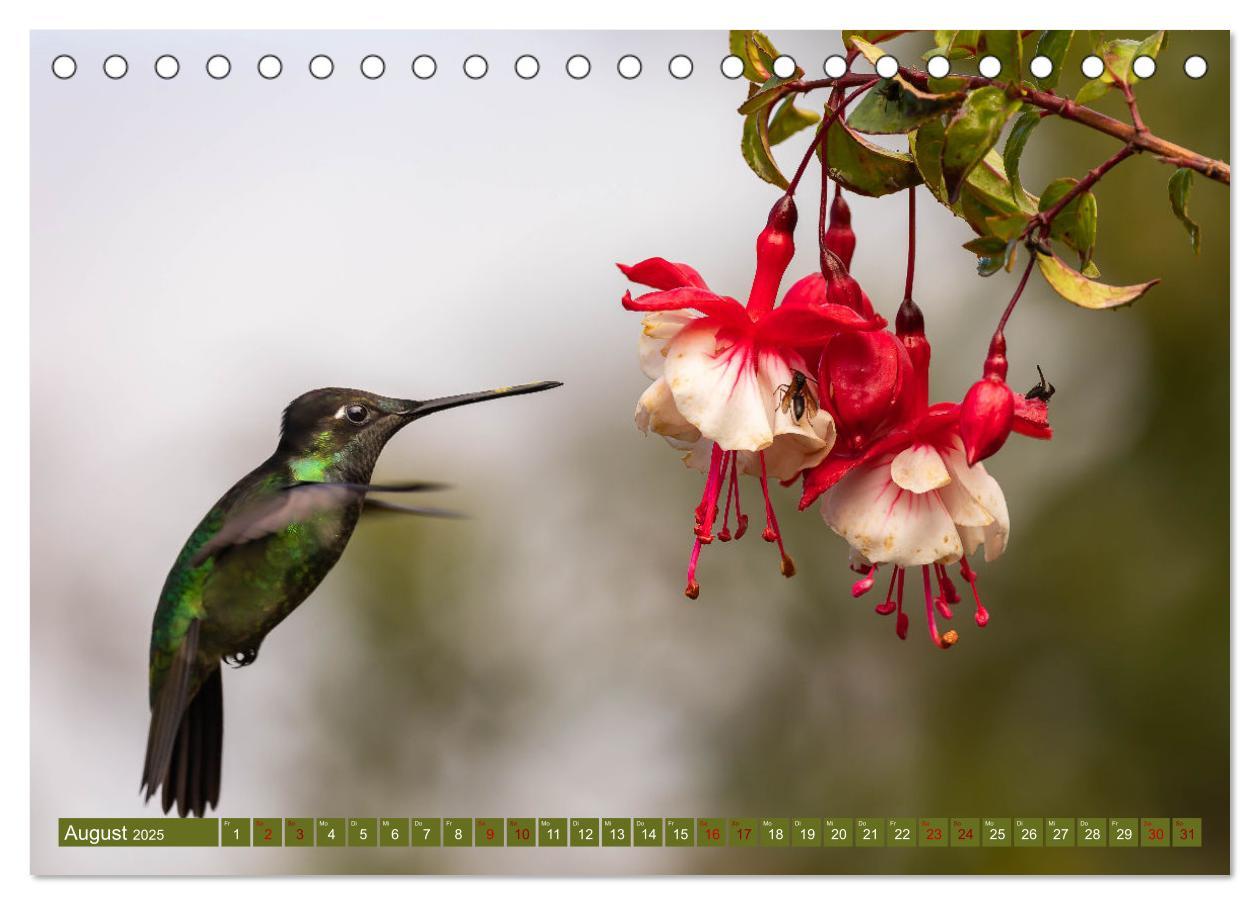 Bild: 9783383887109 | Zauberhafte Kolibris in Costa Rica (Tischkalender 2025 DIN A5...