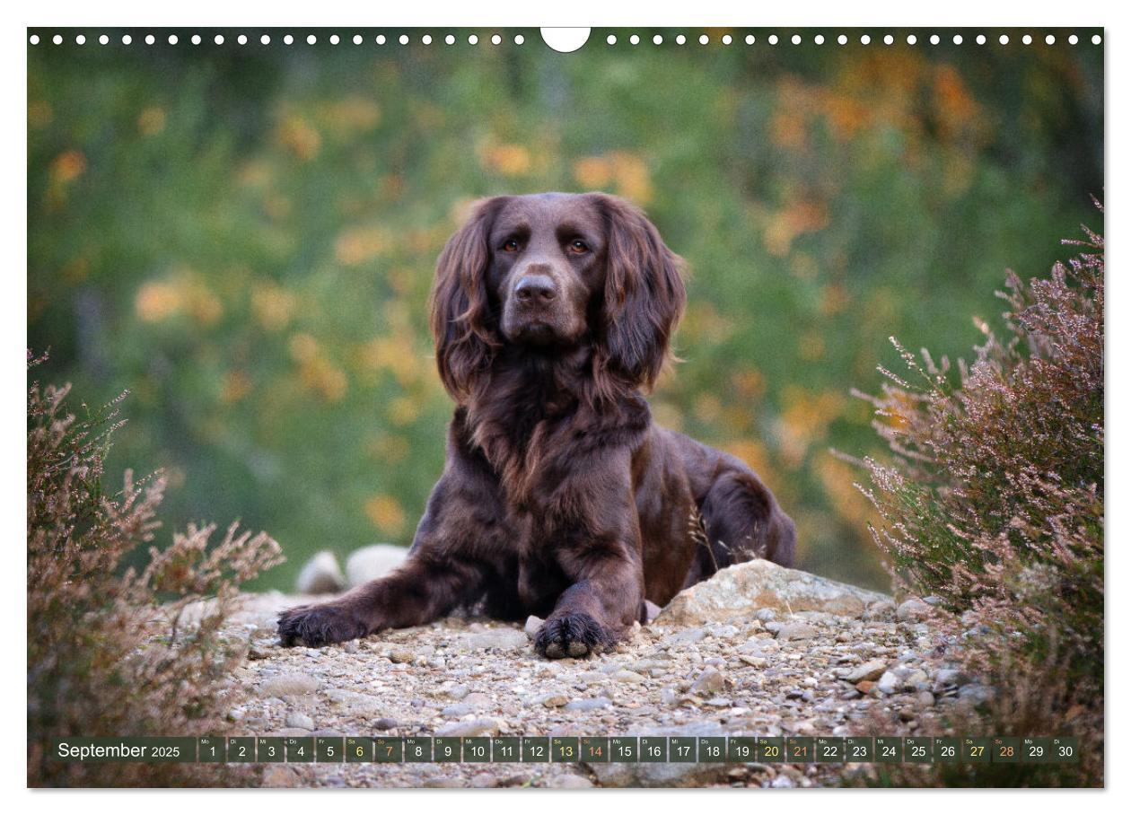 Bild: 9783383838477 | Jagdhund im Portrait - Deutsch Langhaar (Wandkalender 2025 DIN A3...