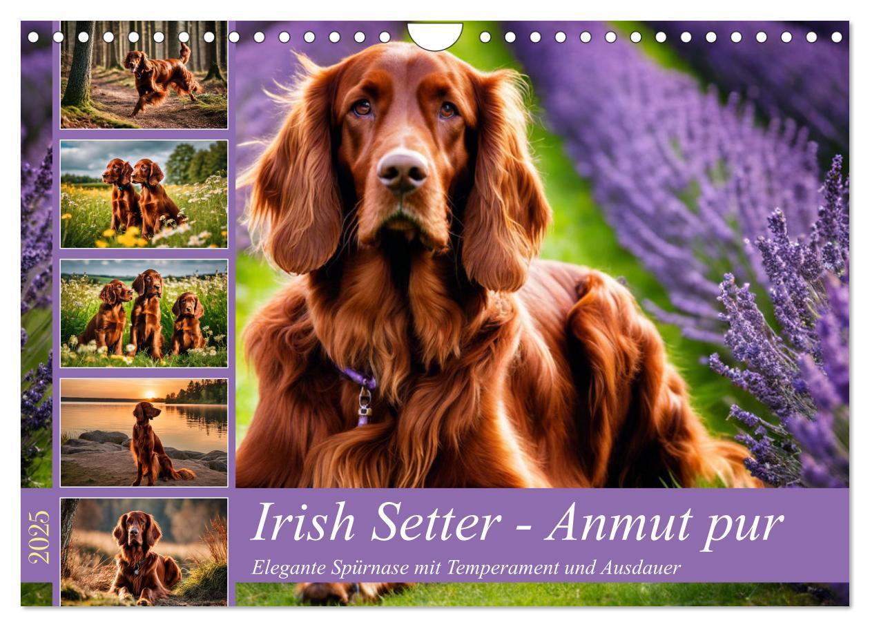 Cover: 9783435010844 | Irish Setter - Anmut pur (Wandkalender 2025 DIN A4 quer), CALVENDO...