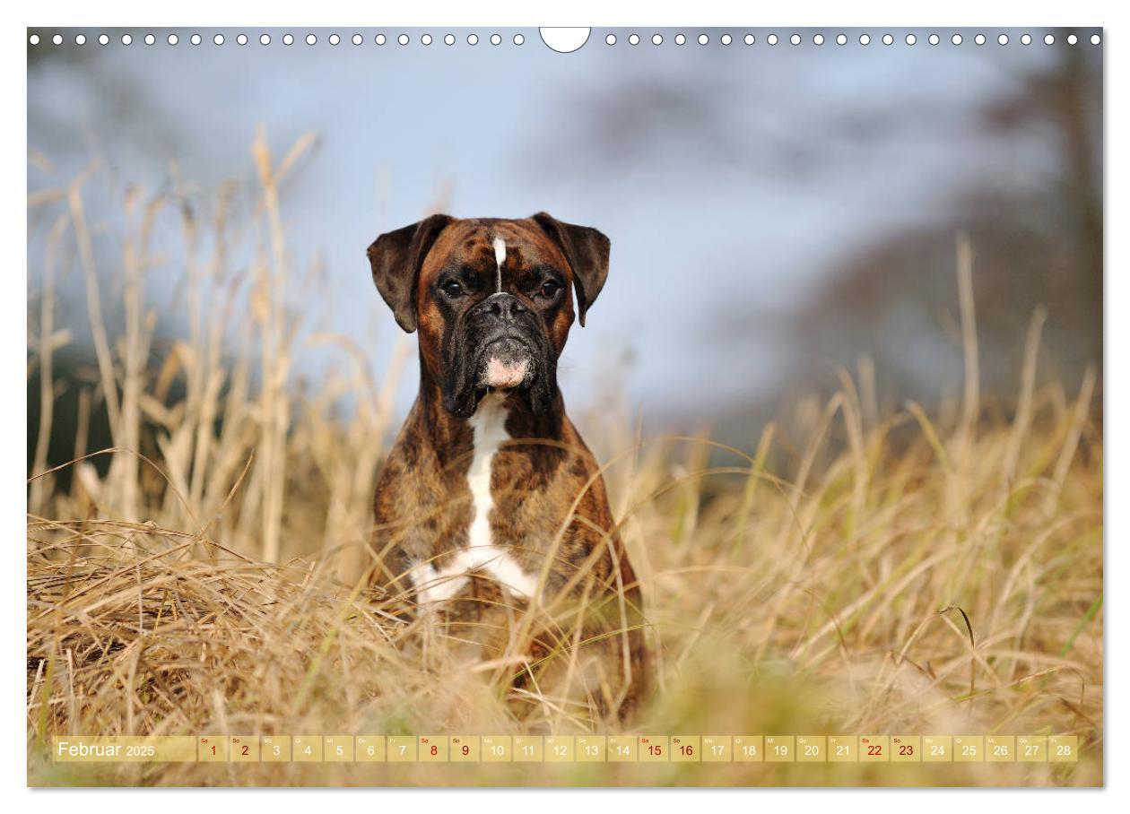 Bild: 9783435411849 | Gut - besser - Boxer (Wandkalender 2025 DIN A3 quer), CALVENDO...