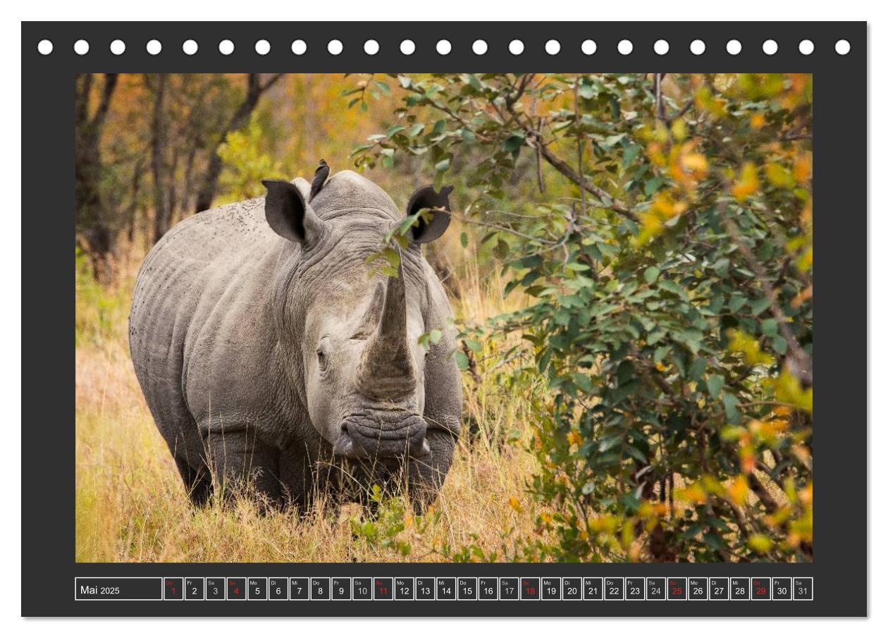 Bild: 9783435564446 | Das Weiße Nashorn (Tischkalender 2025 DIN A5 quer), CALVENDO...