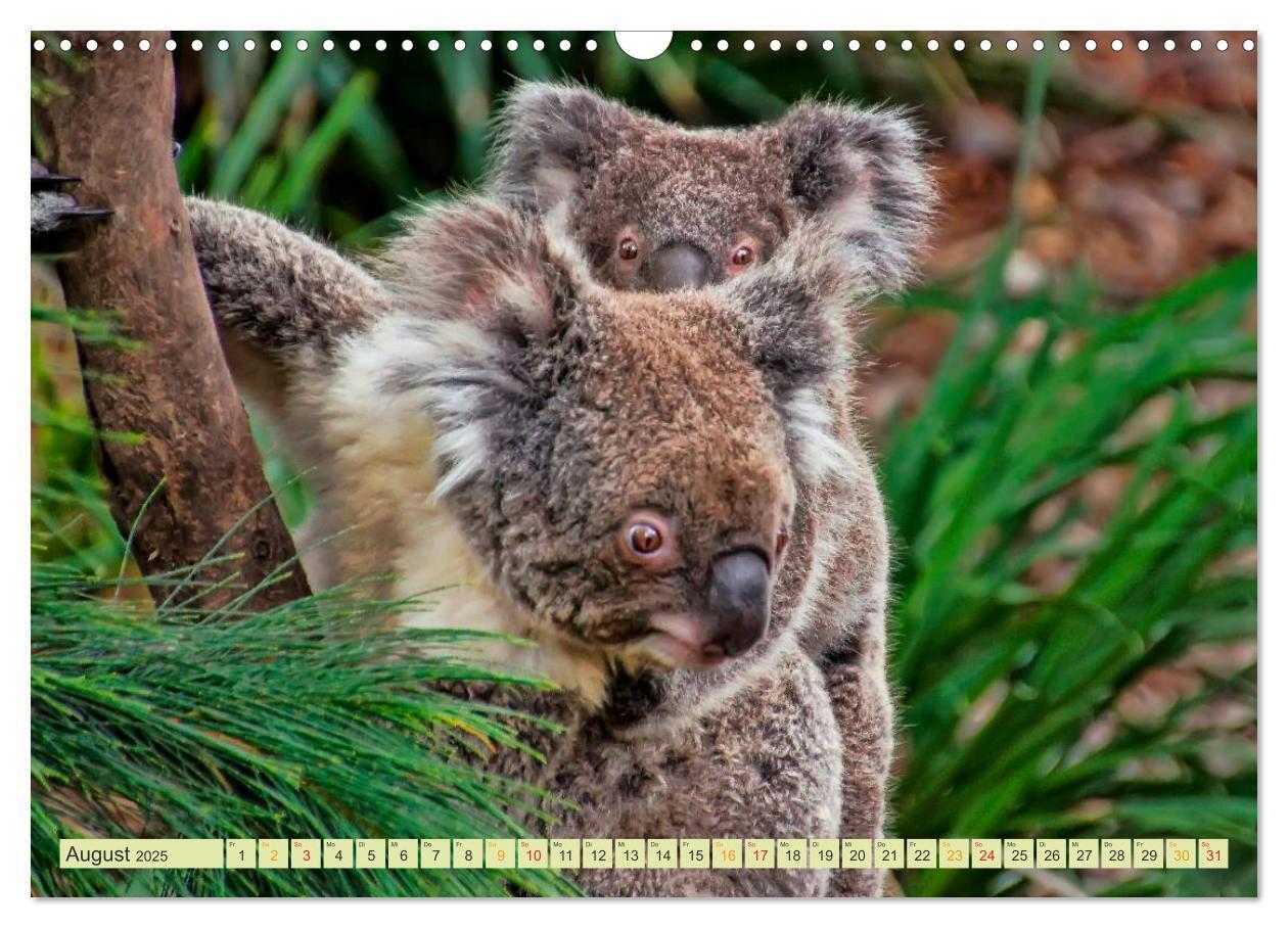 Bild: 9783435588329 | Koala - kleiner Teddy (Wandkalender 2025 DIN A3 quer), CALVENDO...