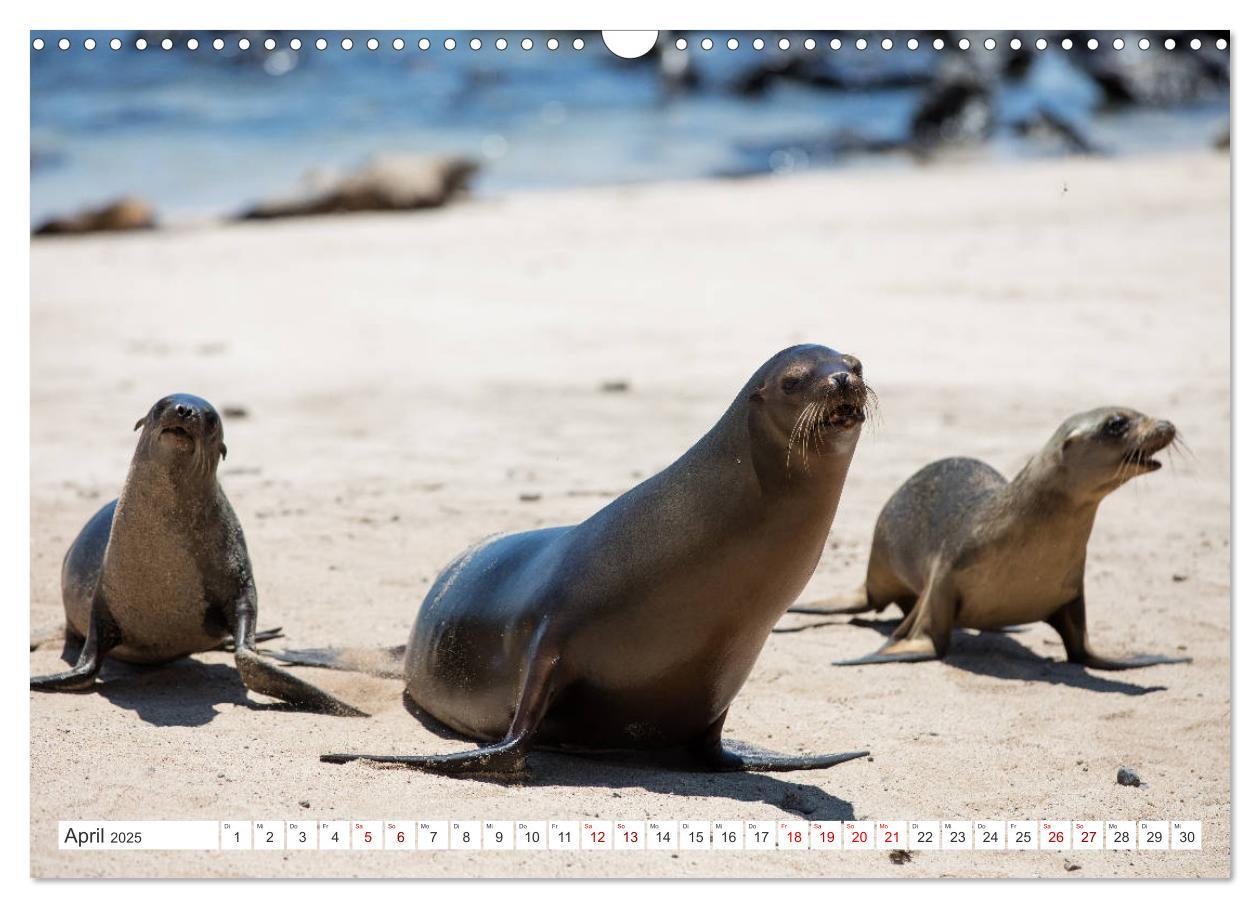 Bild: 9783435324118 | Galapagos-Inseln - Ein Paradies für Tiere (Wandkalender 2025 DIN A3...