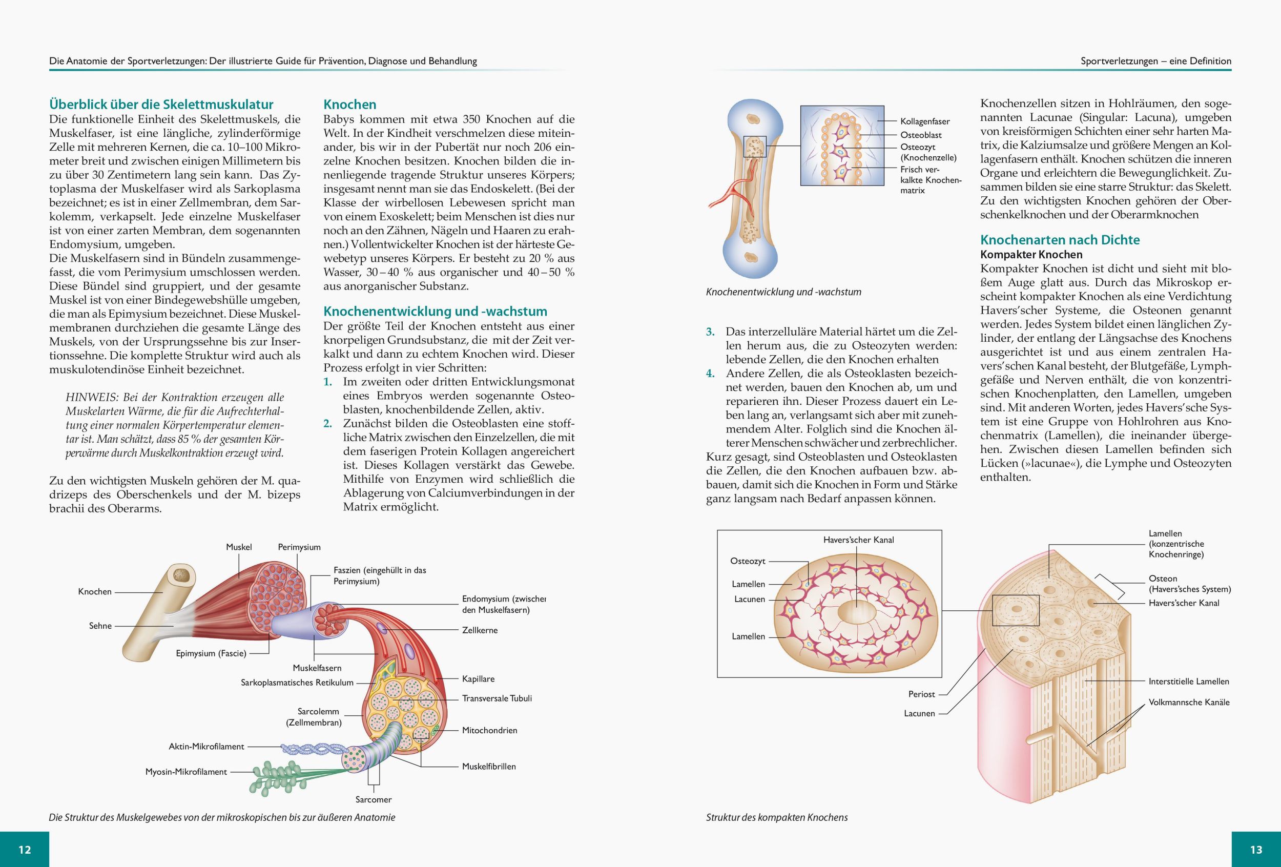 Bild: 9783767912335 | Die Anatomie der Sportverletzungen | Brad Walker | Taschenbuch | 2018