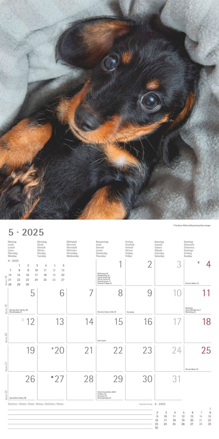 Bild: 4251732343033 | Dackel 2025 - Broschürenkalender 30x30 cm (30x60 geöffnet) -...