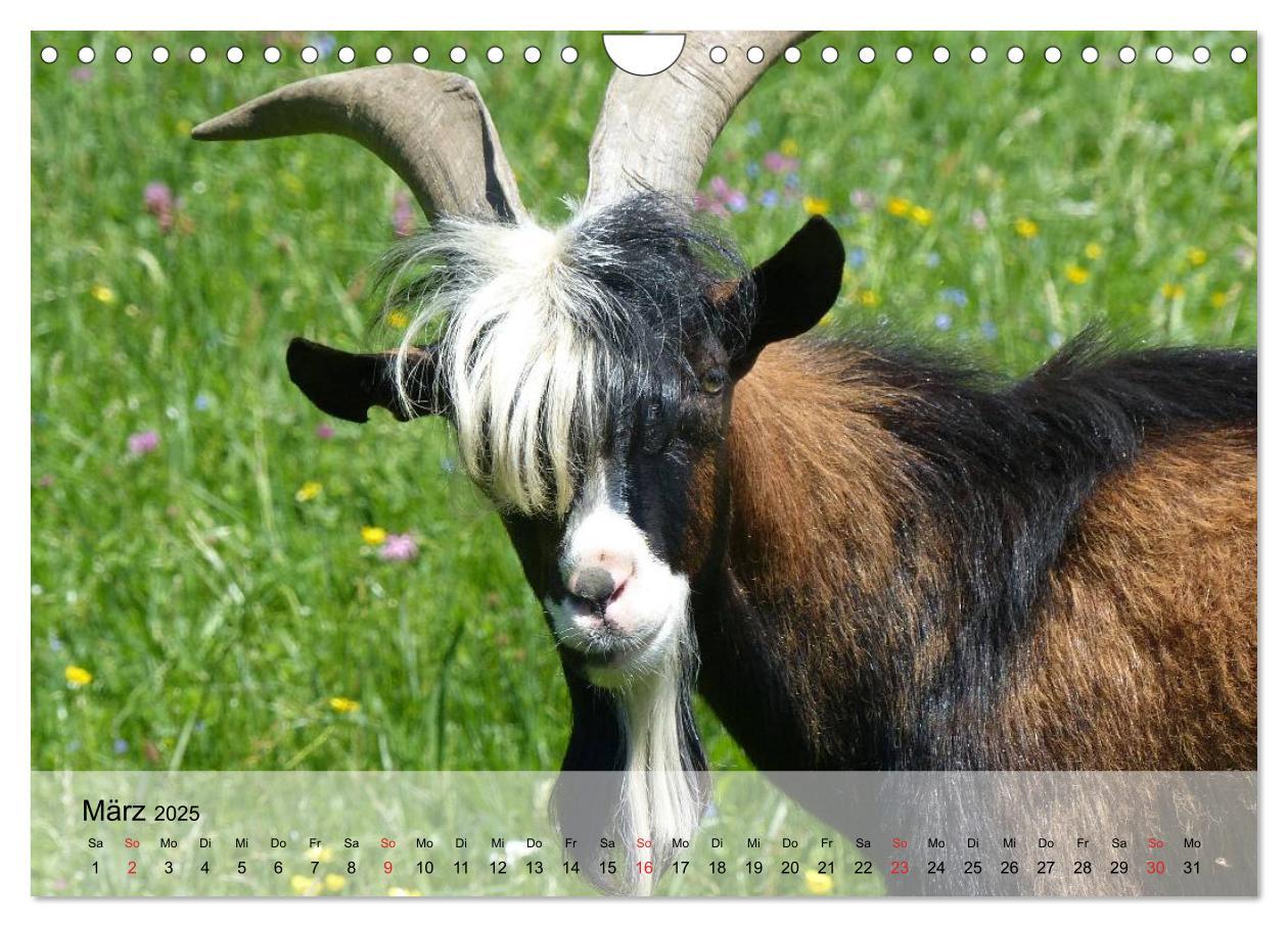 Bild: 9783435601271 | Ziegen. Kluge Freigeister (Wandkalender 2025 DIN A4 quer), CALVENDO...