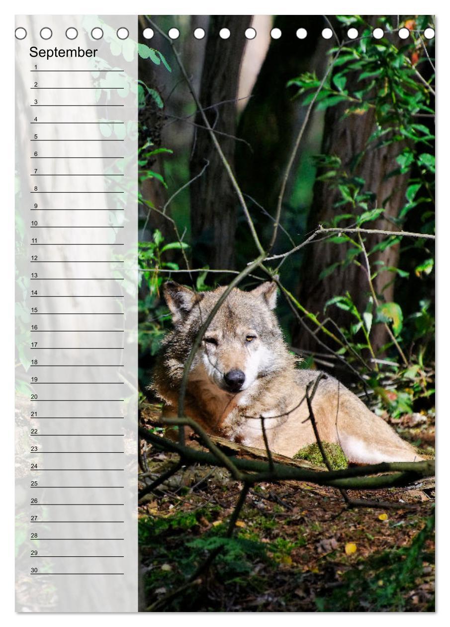 Bild: 9783435882335 | Der Wolf - Isegrim in den heimischen Wäldern - Kalender 2025...