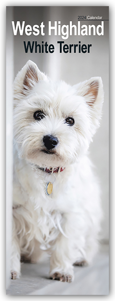 Cover: 9781804602256 | West Highland White Terrier - Westies 2024 | Avonside Publishing Ltd