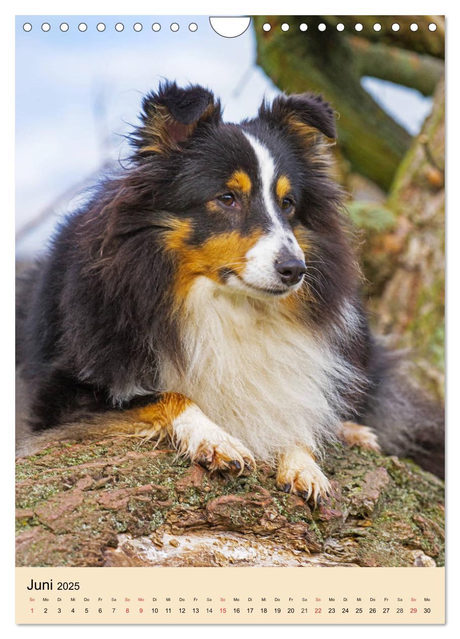 Bild: 9783435960545 | Sheltie - Wirbelwind auf 4 Pfoten (Wandkalender 2025 DIN A4 hoch),...