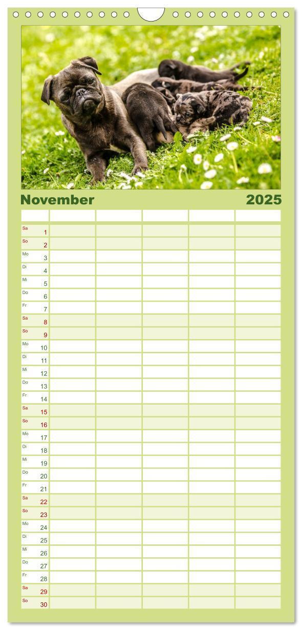 Bild: 9783457112281 | Familienplaner 2025 - Möpse mit 5 Spalten (Wandkalender, 21 x 45...