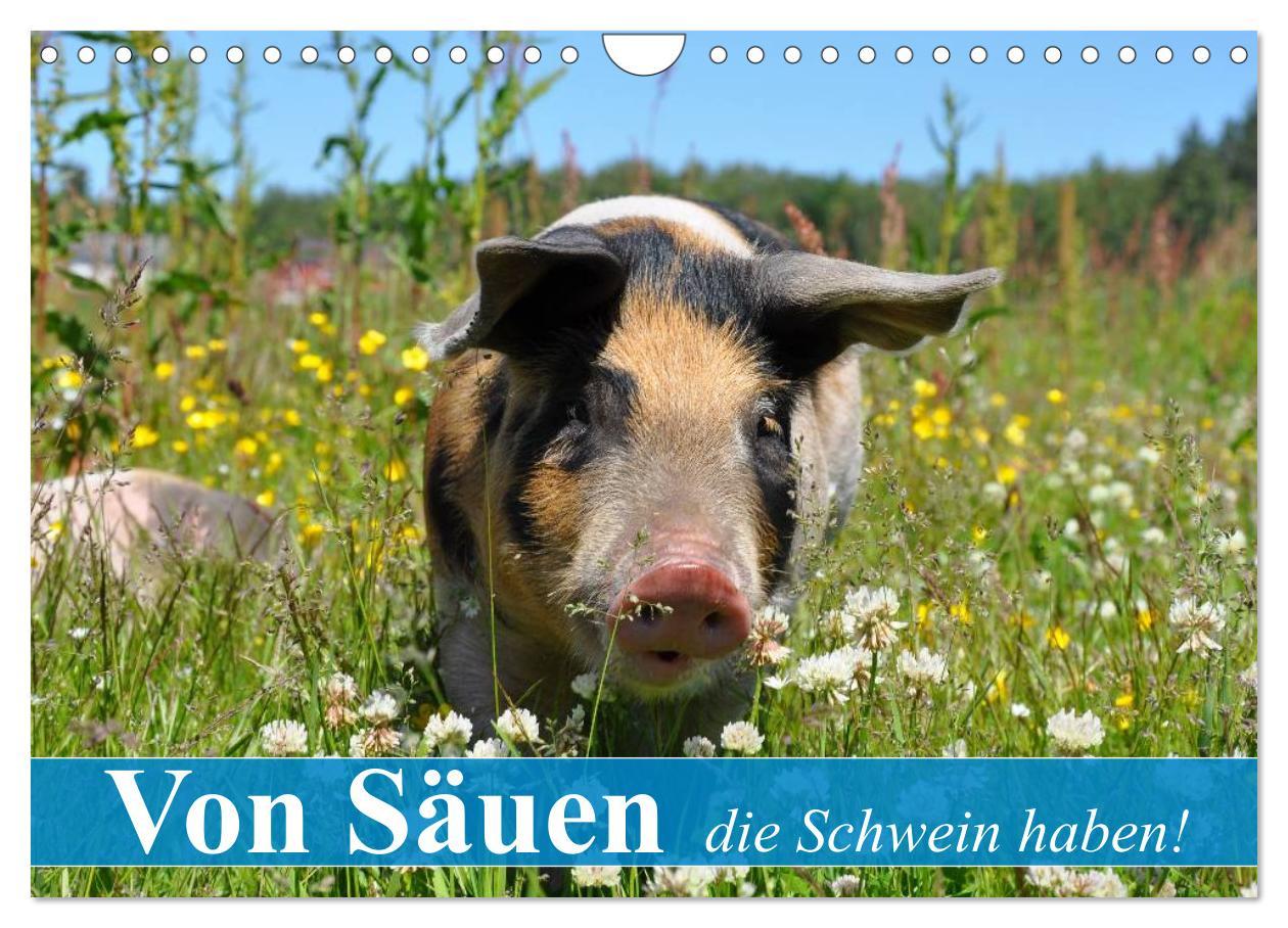 Cover: 9783435602292 | Von Säuen die Schwein haben! (Wandkalender 2025 DIN A4 quer),...