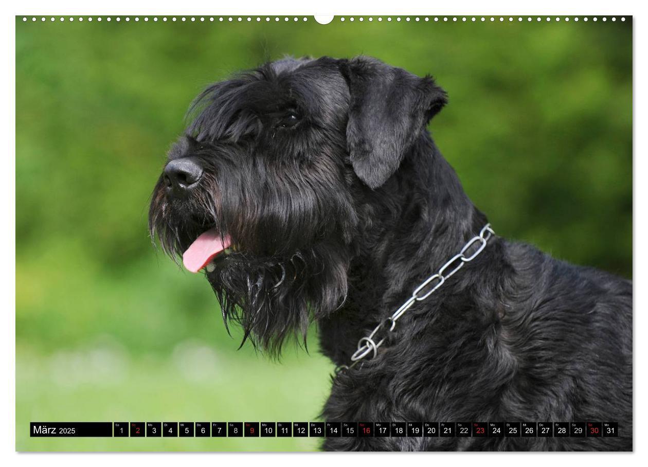 Bild: 9783435572663 | Treuer Freund Riesenschnauzer (hochwertiger Premium Wandkalender...