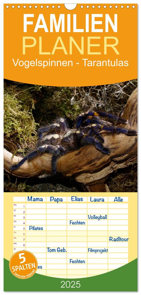 Cover: 9783457113820 | Familienplaner 2025 - Vogelspinnen - Tarantulas mit 5 Spalten...