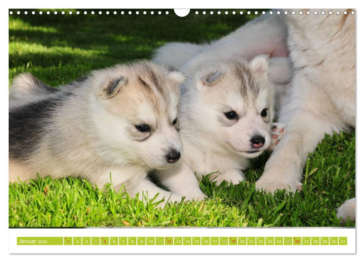 Bild: 9783435747856 | Siberian Husky - der Urtyp (Wandkalender 2025 DIN A3 quer),...