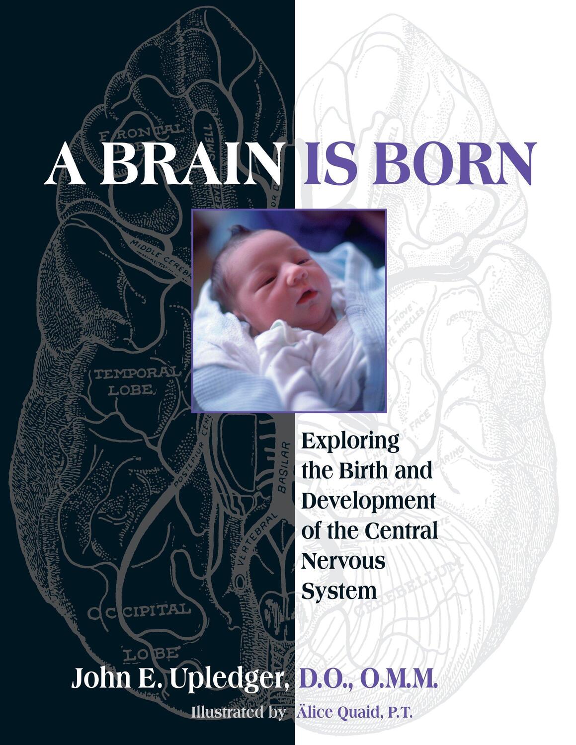 Cover: 9781583943014 | A Brain Is Born: Exploring the Birth and Development of the Central...