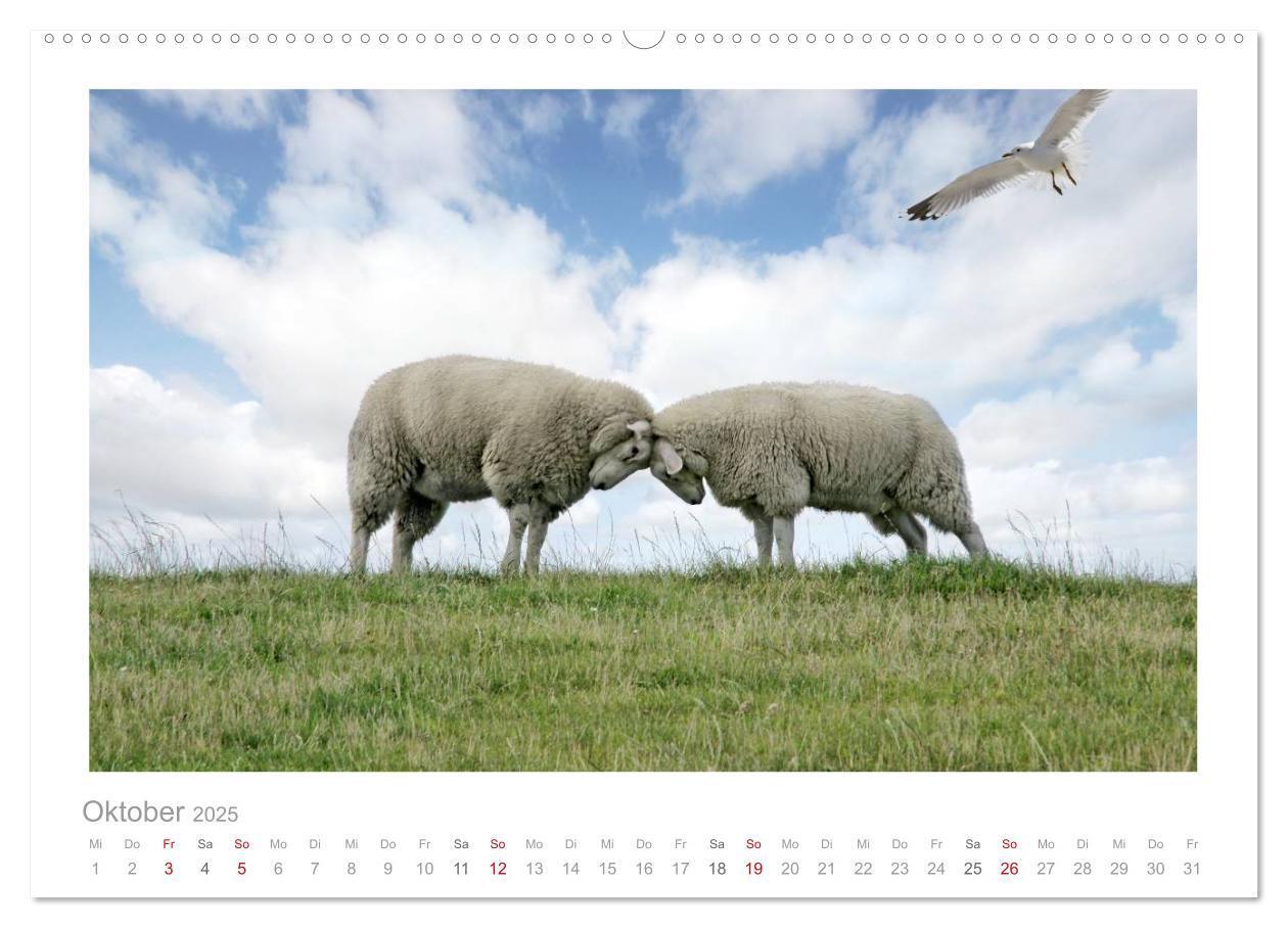 Bild: 9783435644520 | Nordsee Schafe (Wandkalender 2025 DIN A2 quer), CALVENDO...