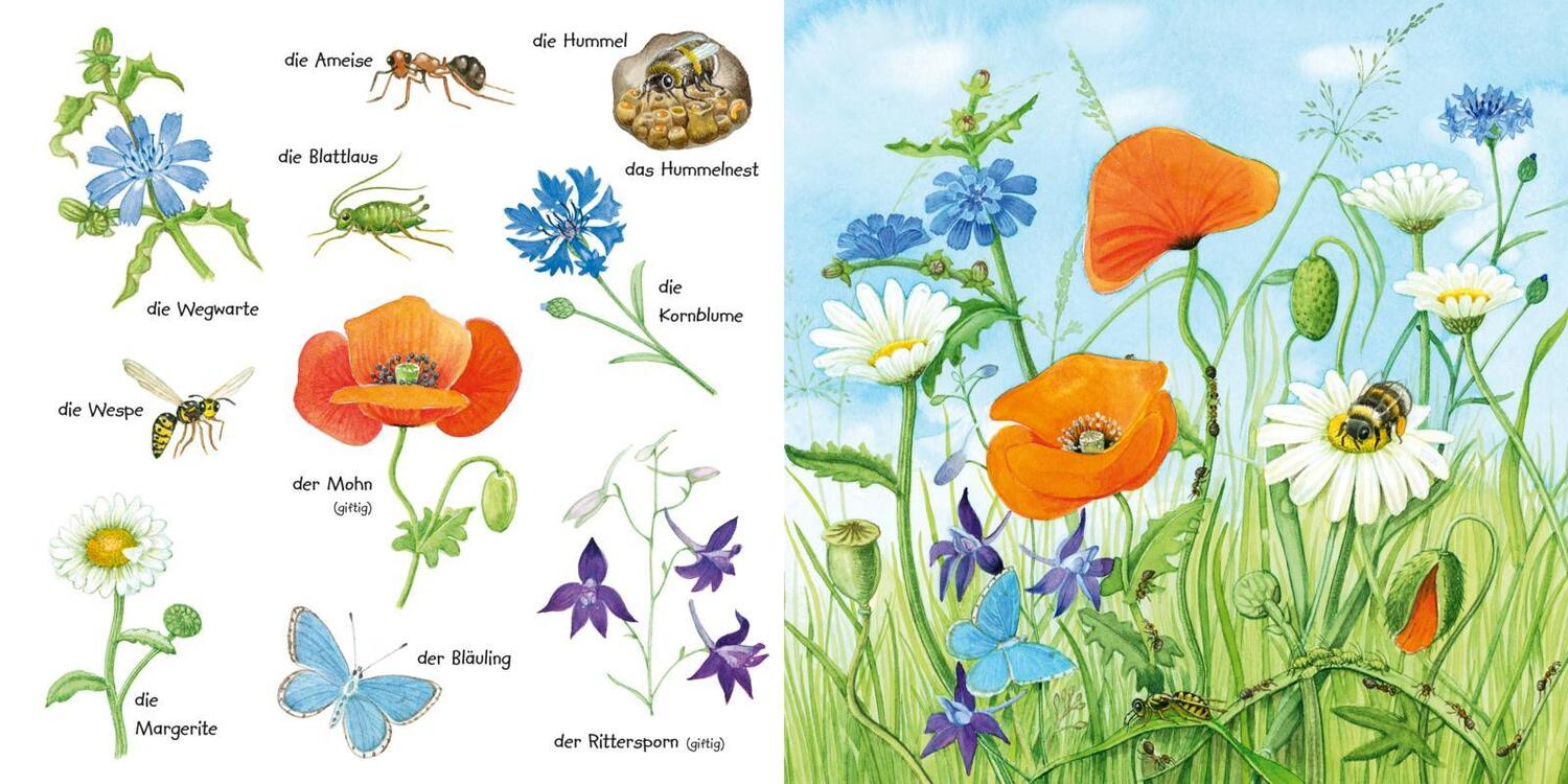 Bild: 9783551173249 | Mein kleines buntes Bildwörterbuch: Krabbeltiere und Blümchen | Henkel