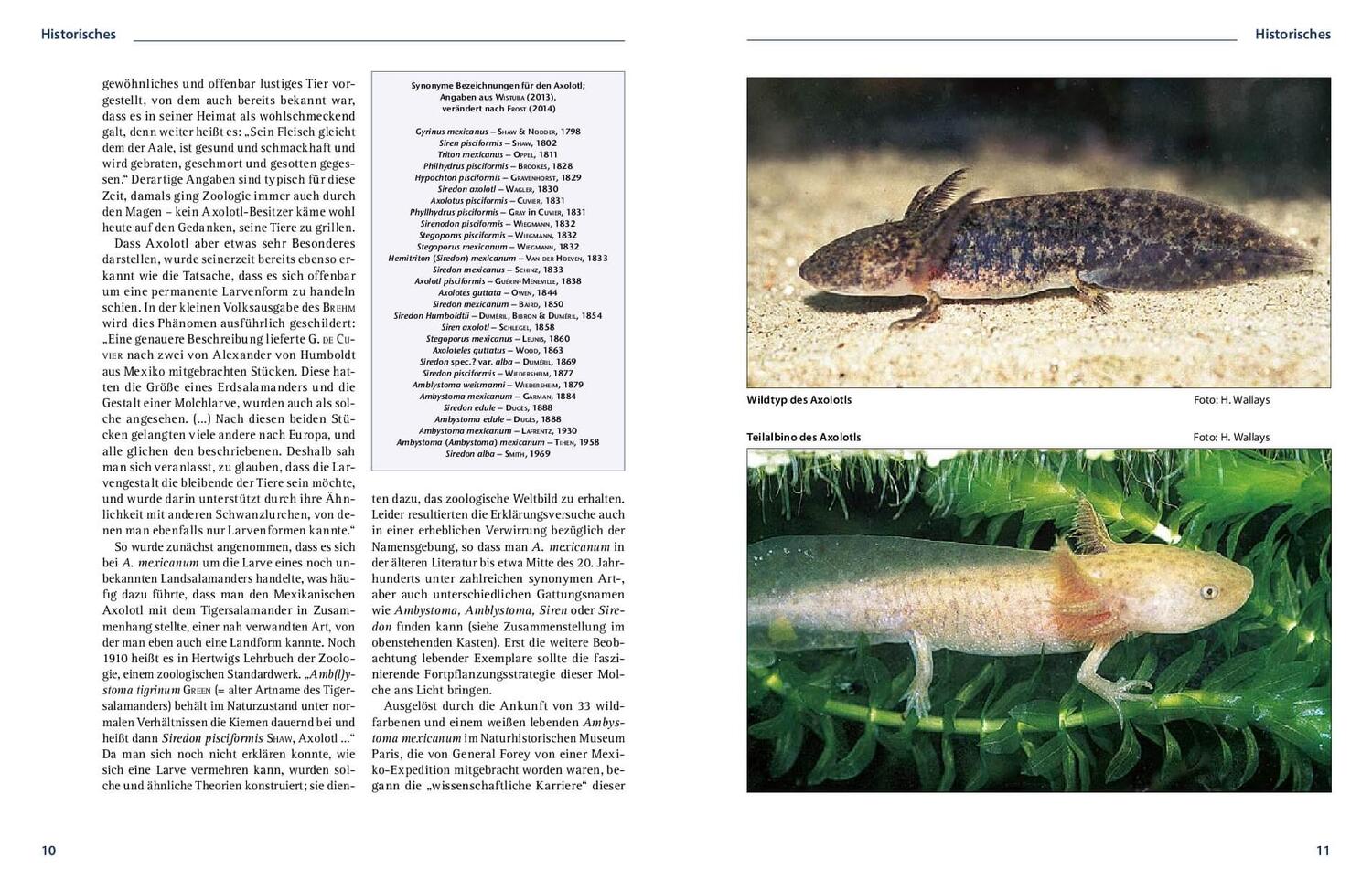 Bild: 9783866592902 | Axolotl | Lebensweise, Haltung, Nachzucht | Joachim Wistuba | Buch