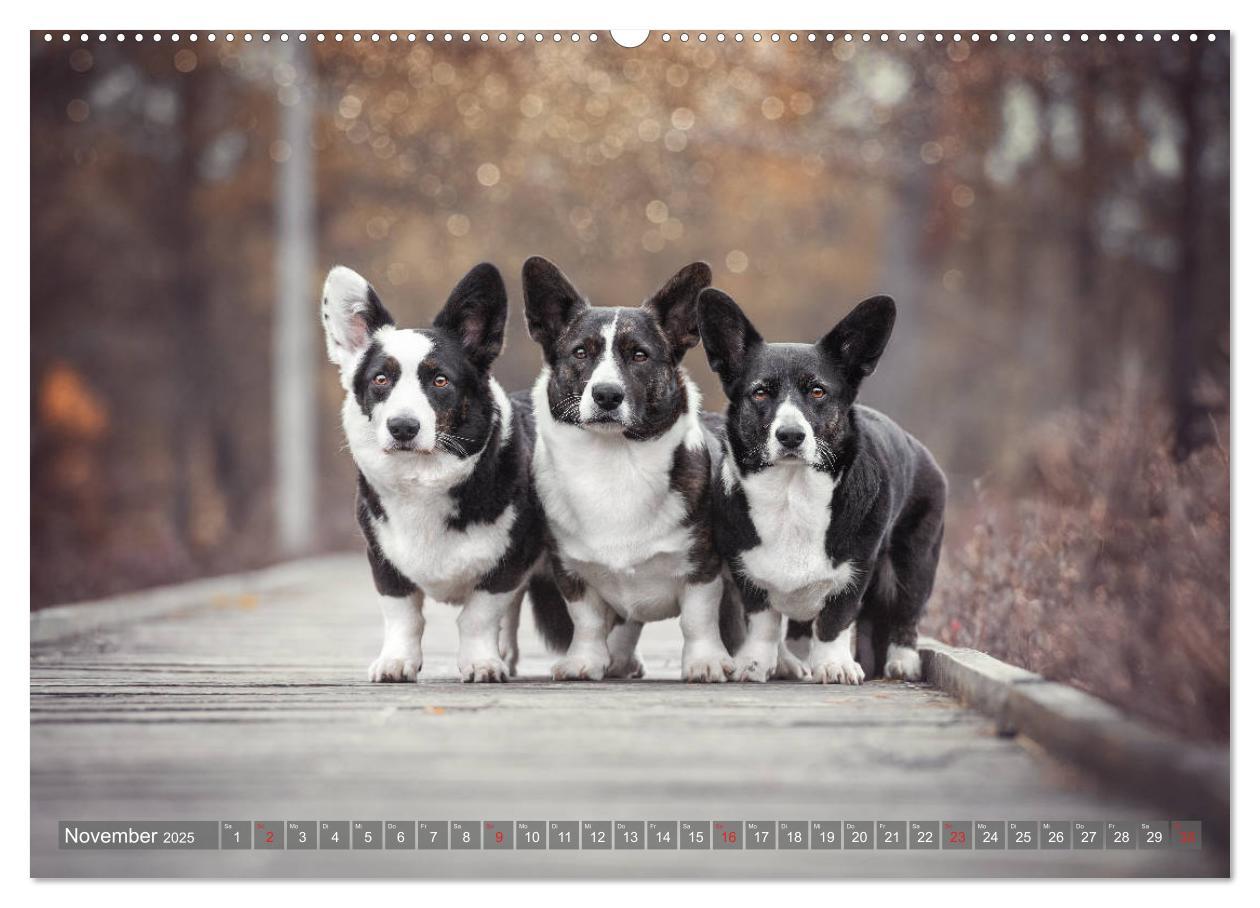 Bild: 9783435118281 | Welsh Corgi - Der Kobold unter den Hunden (Wandkalender 2025 DIN A2...