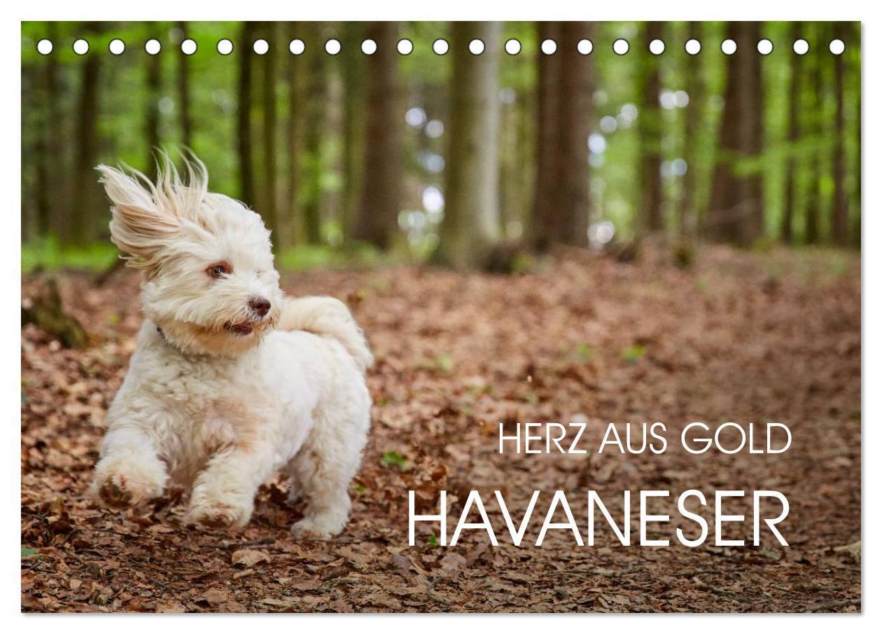 Cover: 9783675892705 | Havaneser - Herz aus Gold (Tischkalender 2024 DIN A5 quer),...