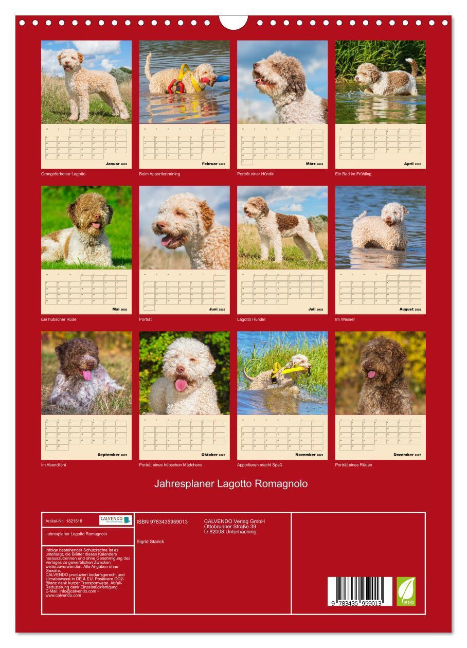 Bild: 9783435959013 | Jahresplaner Lagotto Romagnolo (Wandkalender 2025 DIN A3 hoch),...