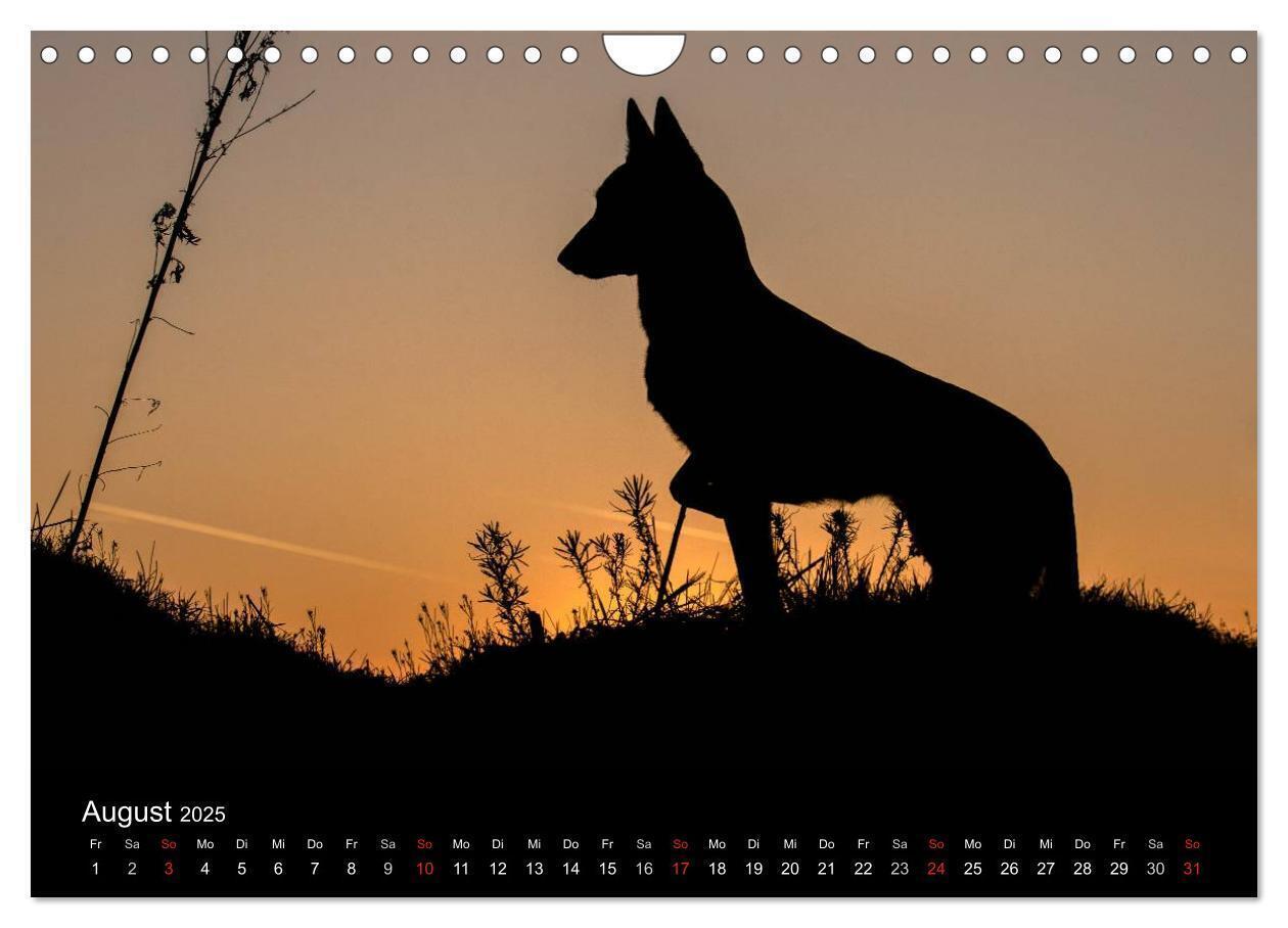 Bild: 9783435639205 | Belgische Schäferhunde - Der Malinois im Licht (Wandkalender 2025...