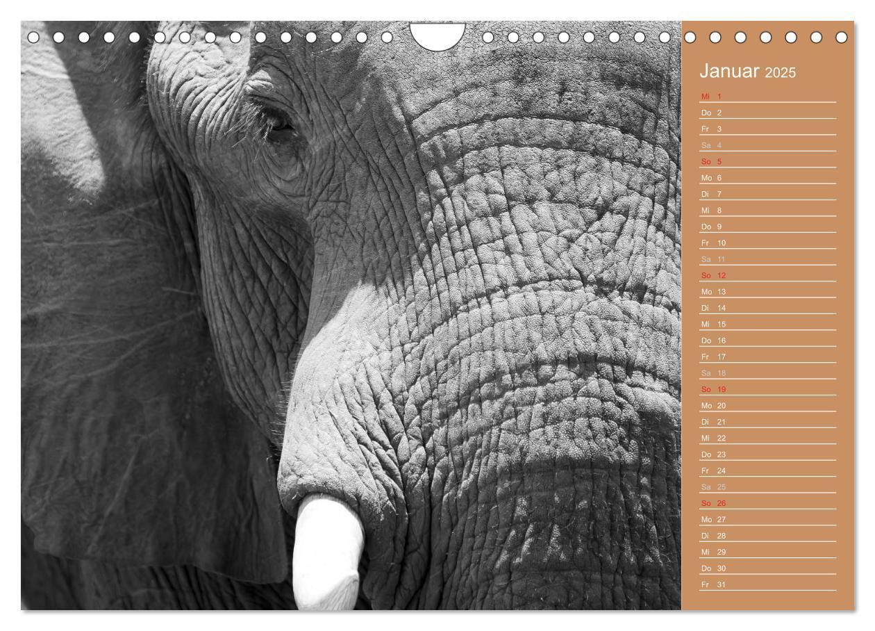 Bild: 9783435675487 | Afrika - Faszinierende Tierwelt (Wandkalender 2025 DIN A4 quer),...