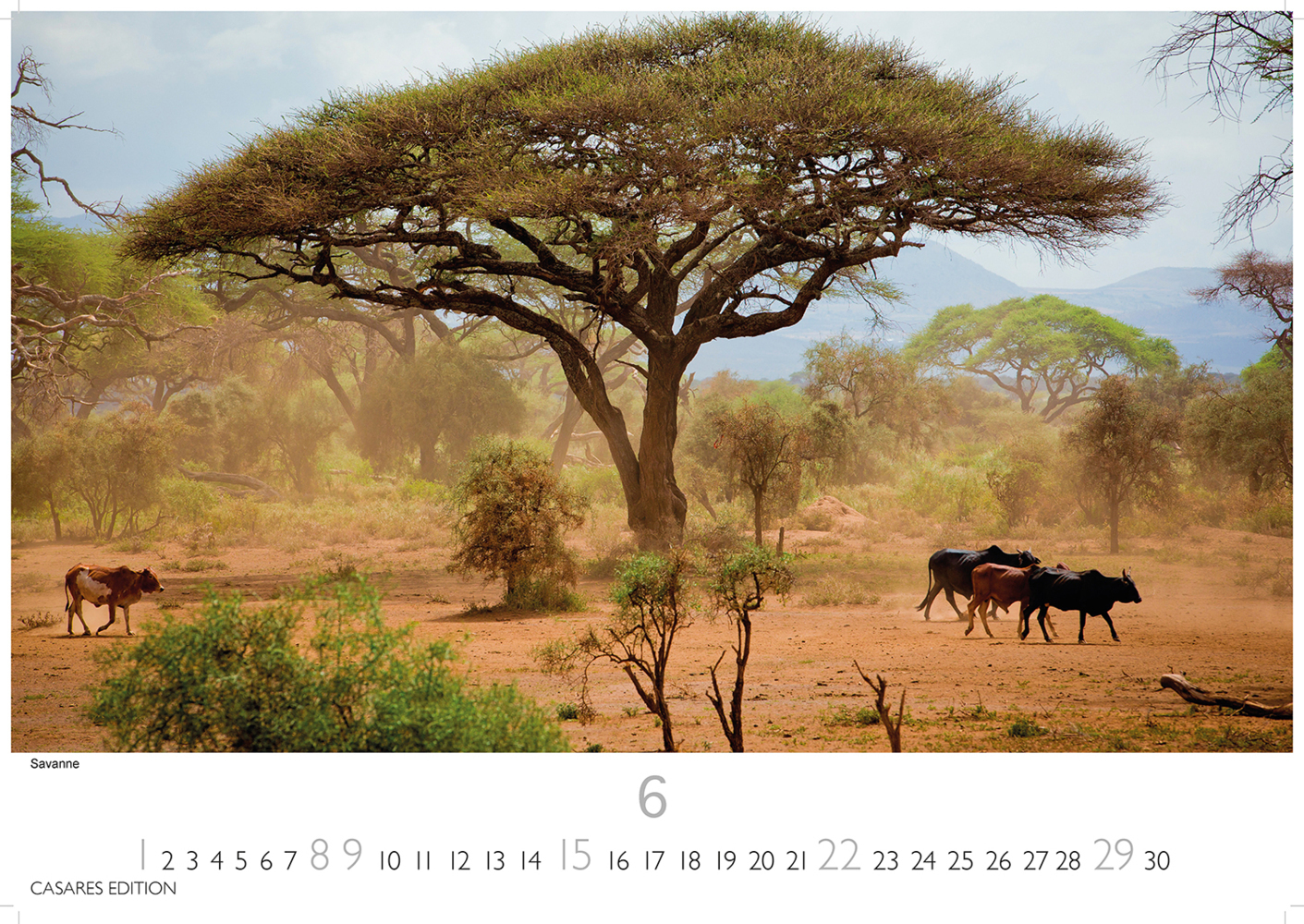 Bild: 9781835240601 | Kenia/Serengeti 2025 L 35x50cm | Kalender | 14 S. | Deutsch | 2025