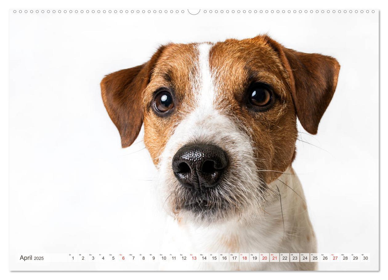 Bild: 9783435254255 | Kleine Hunde - Große Blicke (Wandkalender 2025 DIN A2 quer),...