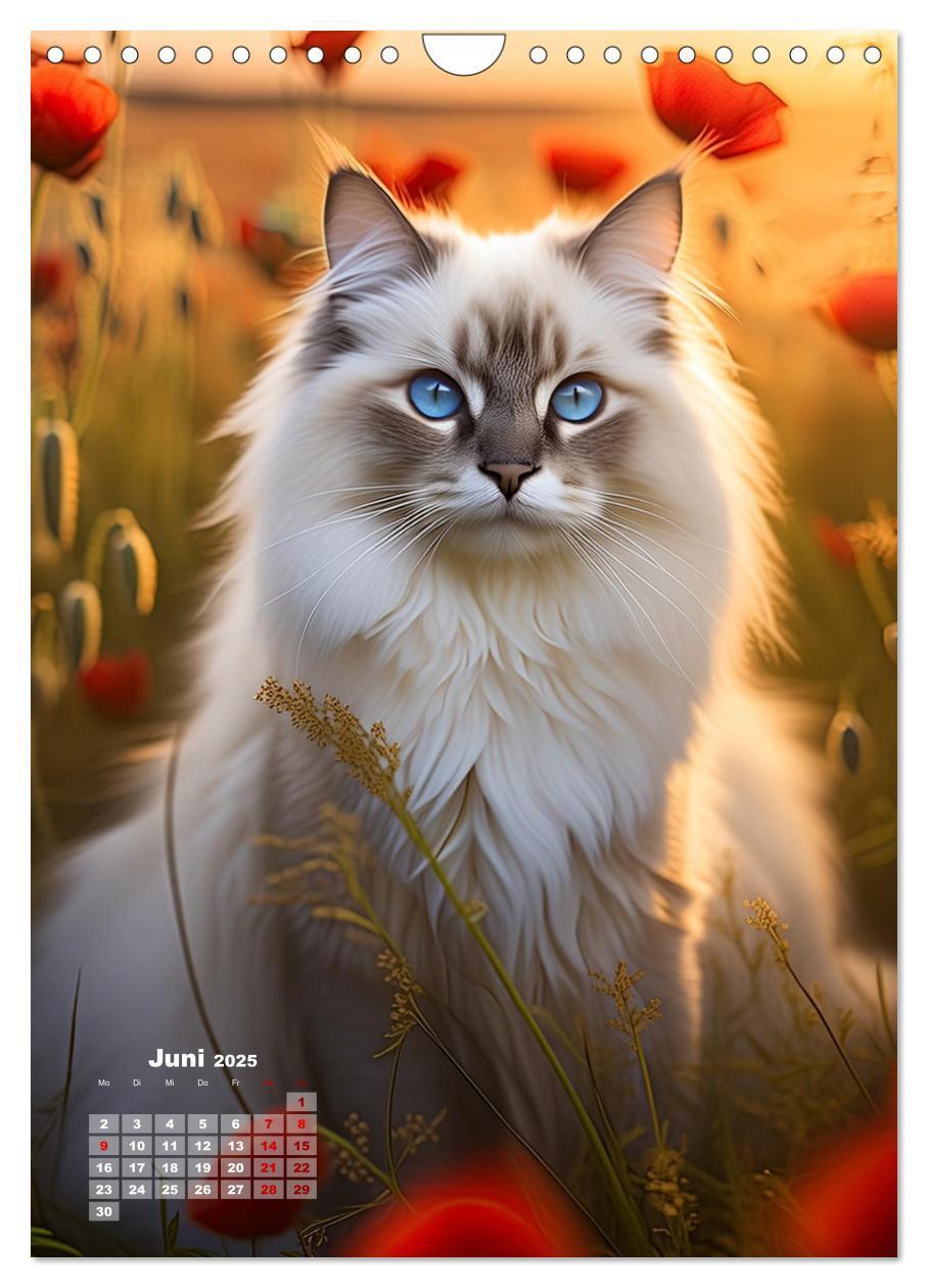 Bild: 9783383833274 | Pfotenabenteuer - Ragdolls in der Natur (Wandkalender 2025 DIN A4...