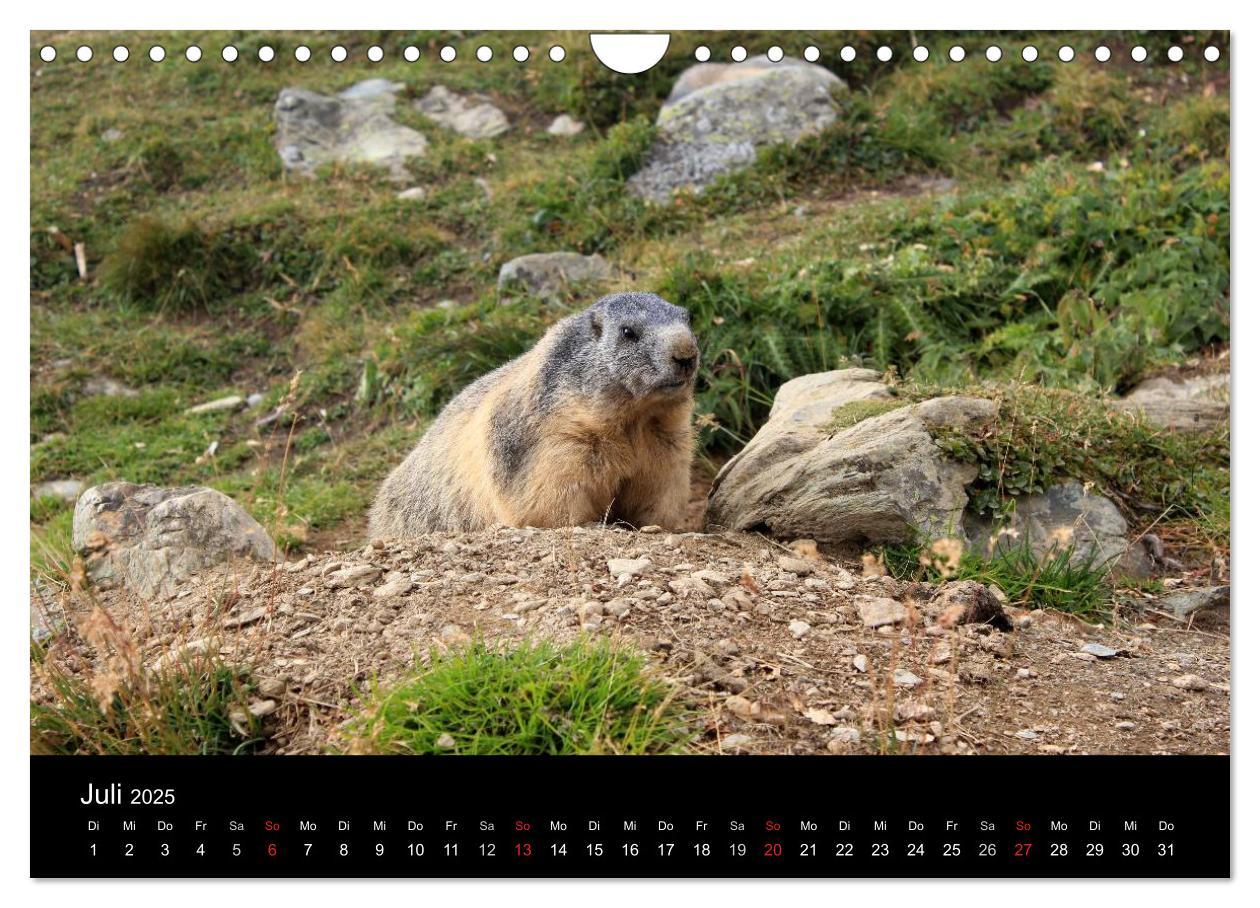 Bild: 9783435784622 | Murmeltiere (Wandkalender 2025 DIN A4 quer), CALVENDO Monatskalender