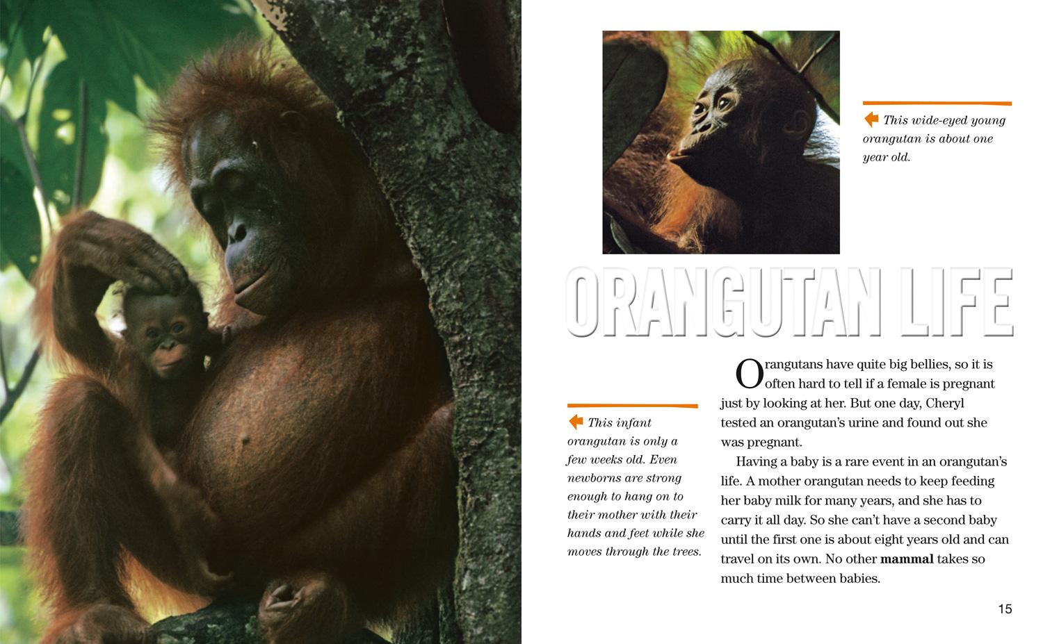 Bild: 9780008358075 | Face to Face with Orangutans | Level 5 | Cheryl Knott (u. a.) | Buch