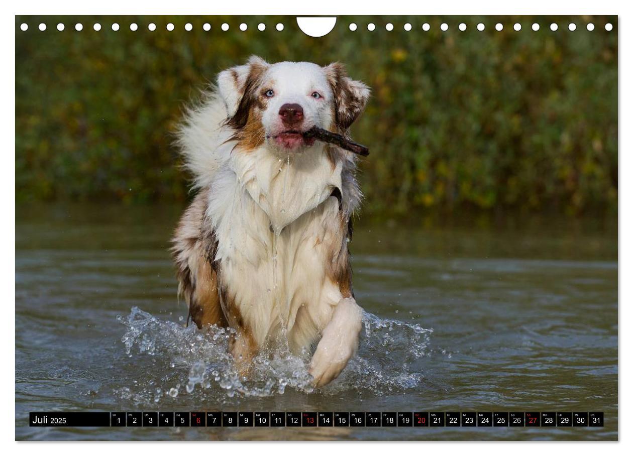 Bild: 9783435571451 | Bekannt wie ein bunter Hund. Australian Shepherd (Wandkalender 2025...