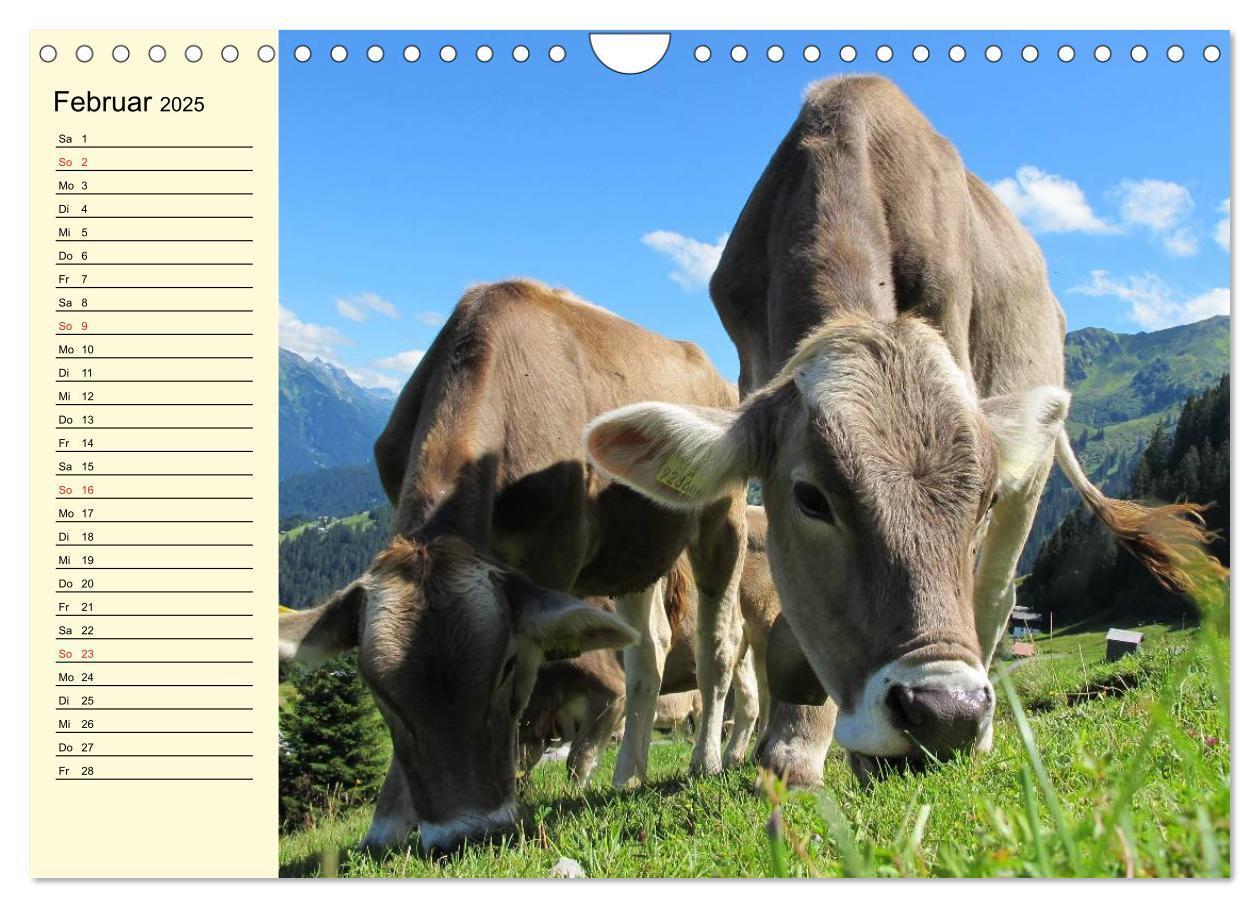 Bild: 9783435531004 | Glückliche Kühe auf saftigen Wiesen (Wandkalender 2025 DIN A4...