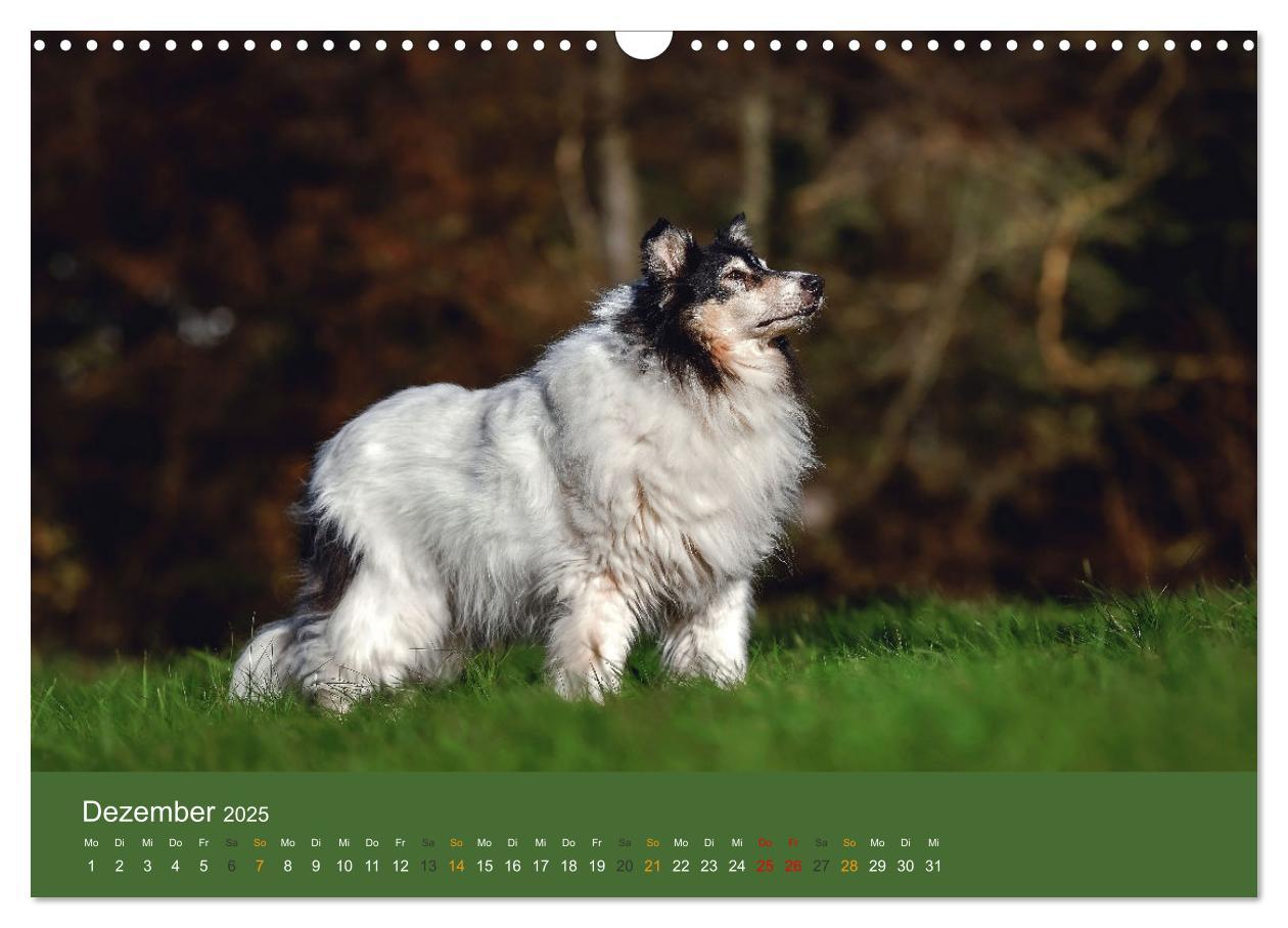 Bild: 9783435018598 | Der Collie der beste Hund der Welt (Wandkalender 2025 DIN A3 quer),...