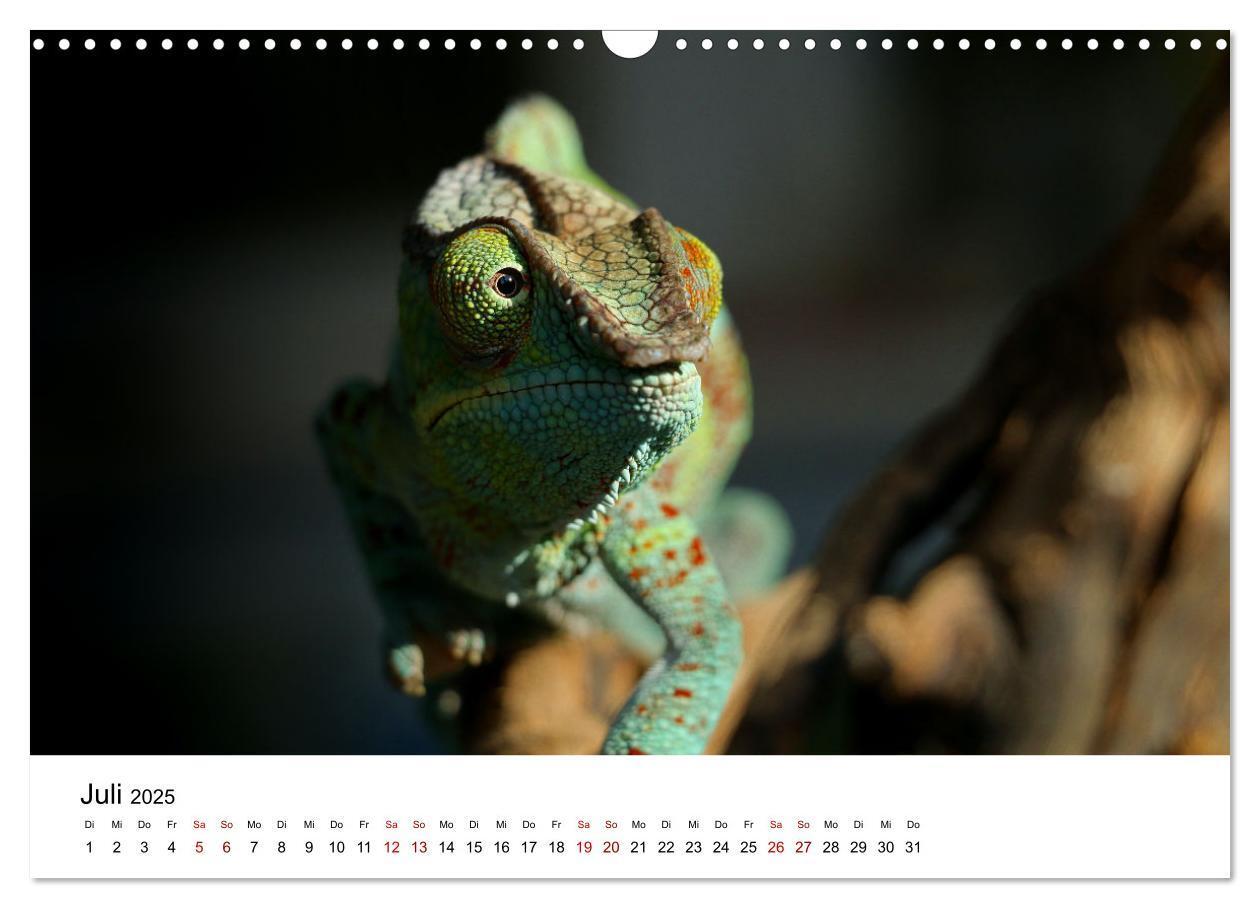 Bild: 9783383998089 | Naturparadies Madagaskar (Wandkalender 2025 DIN A3 quer), CALVENDO...