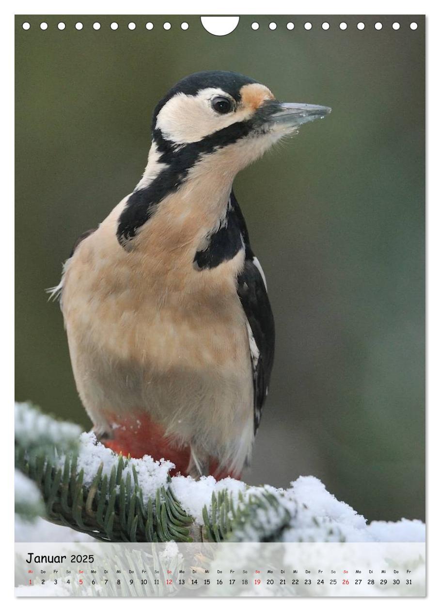 Bild: 9783457043684 | Vögel im heimischen Garten (Wandkalender 2025 DIN A4 hoch),...